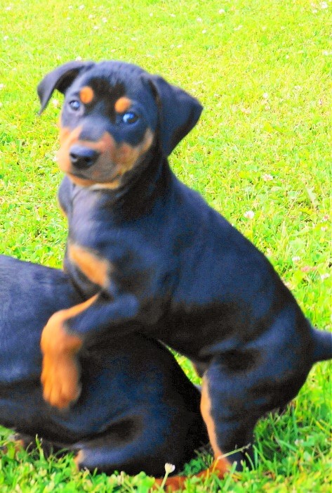 Pinscher * Xélanc Young Ykela 7 veckor